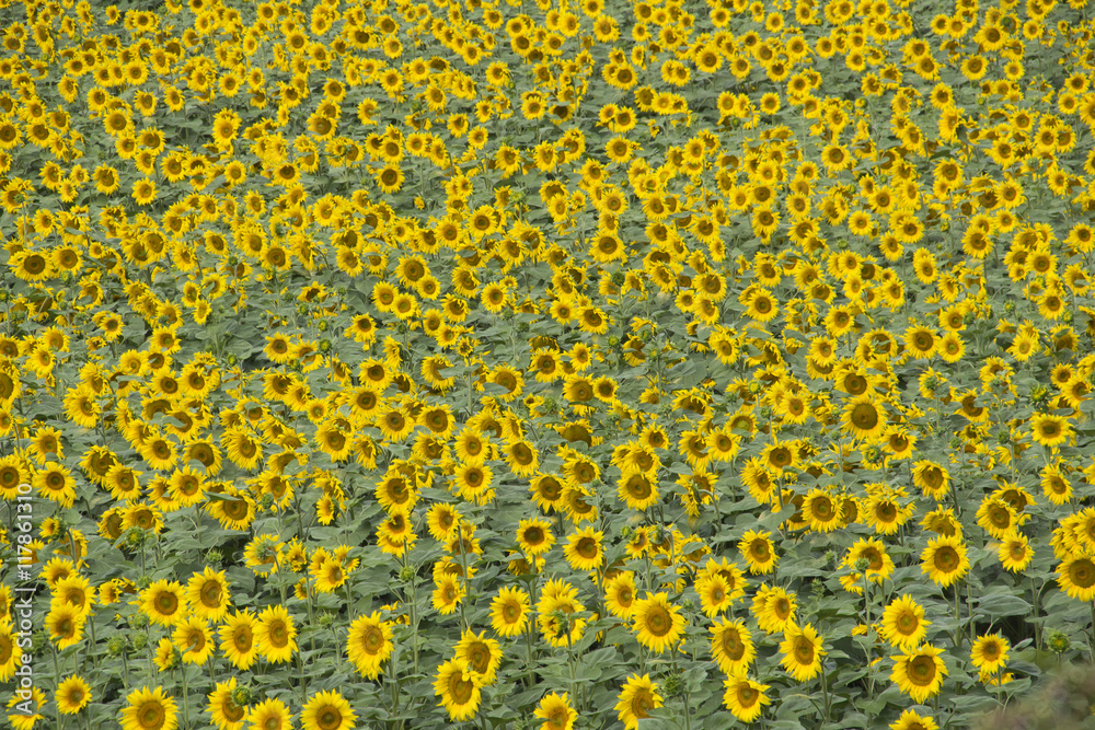 Background of sunflowers Background of sunflowers