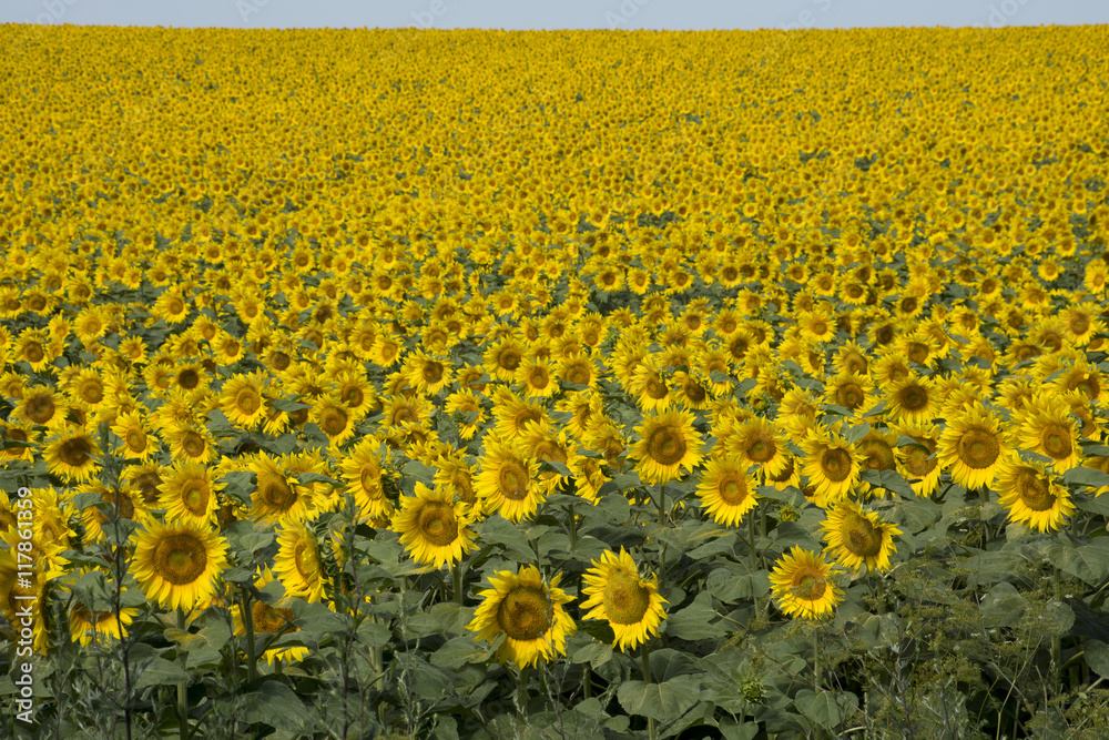Obraz premium Large fields with sunflowers in Hungary