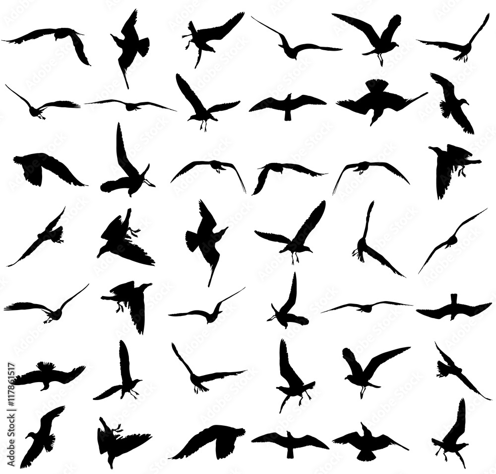 Naklejka premium Vector set - seagull silhouette on white background, wings spread. Seagulls in many different position vector silhouette illustration. Big group of seagull bird.