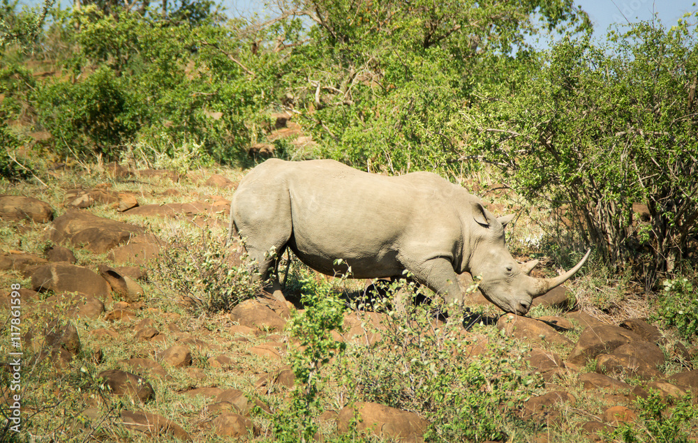 Fototapeta premium Nashorn im Hluhluwe-iMfolozi-Park; Südafrika