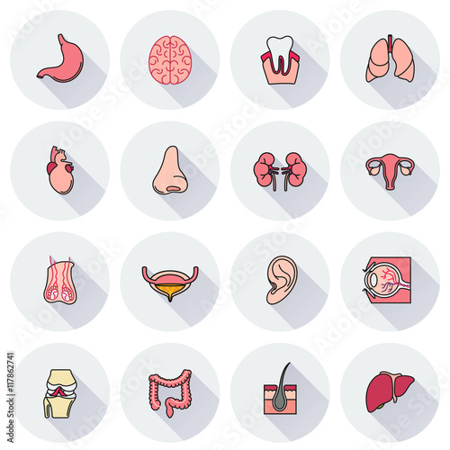 Internal human organs icons set