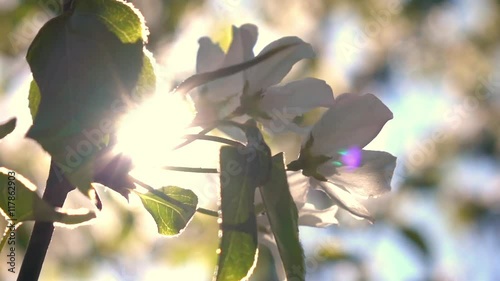 Pan view of blooming pear tree branch closeup against blur background. Shallow dof. Beautiful spring nature scene in sunny day. Slow motion hd footage. 1920x1080
