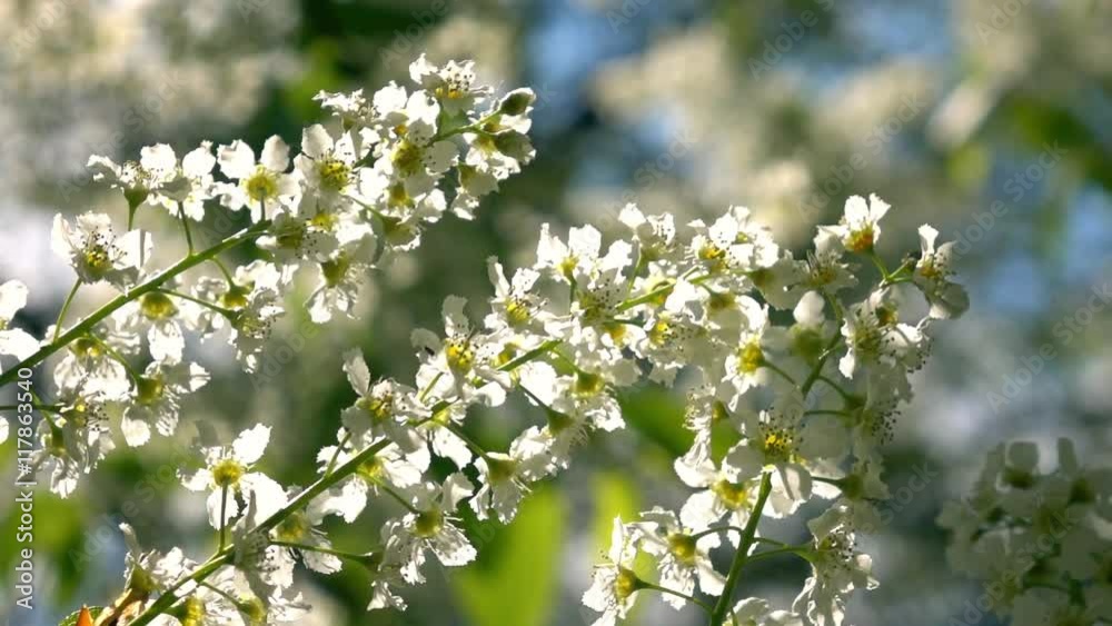 Blooming bird cherry twig closeup in slow motion. Sunny scene with blinding light. Shallow dof. Stunning natural texture in springtime. Full HD footage 1920x1080
Blooming bird cherry twig closeup in slow motion. Sunny scene with blinding light. Shallow dof. Stunning natural texture in springtime. Full HD footage 1920x1080