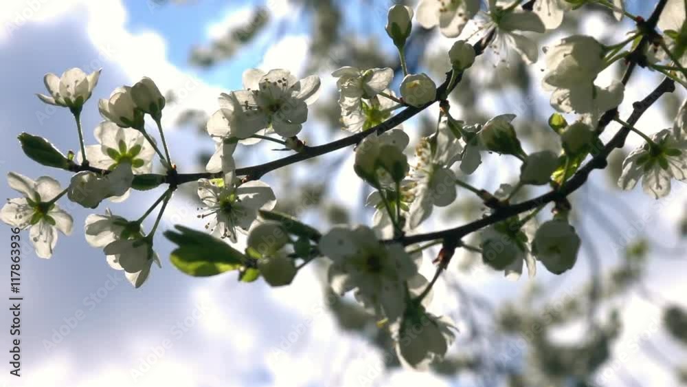 Panoramic view of blooming cherry branch against sky background with clouds. Slow motion. Shallow dof. Closeup natural texture with sakura in springtime. Full HD footage 1920x1080
Panoramic view of blooming cherry branch against sky background with clouds. Slow motion. Shallow dof. Closeup natural texture with sakura in springtime. Full HD footage 1920x1080
