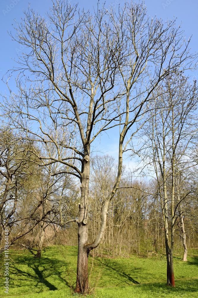 Trees in spring. 