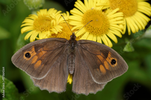 Butterfly - Meadow Brown, Maniola jurtina photo