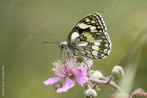 Marbled White butterfly (Melanargia galathea) on pink flower. Profile view
