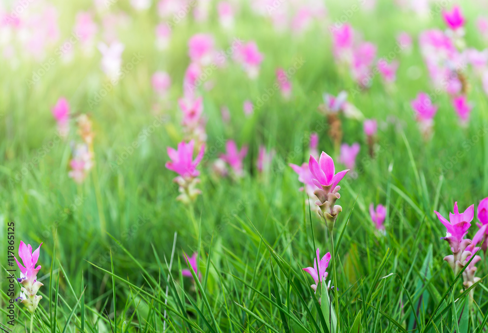 Siam Tulip field, Curcuma alismatifolia flower. Siam Tulip field, Curcuma alismatifolia flower.