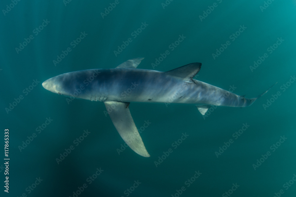 Fototapeta premium Blue Shark Cruising in Sunlit Water