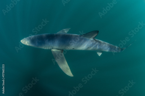 Blue Shark Cruising in Sunlit Water