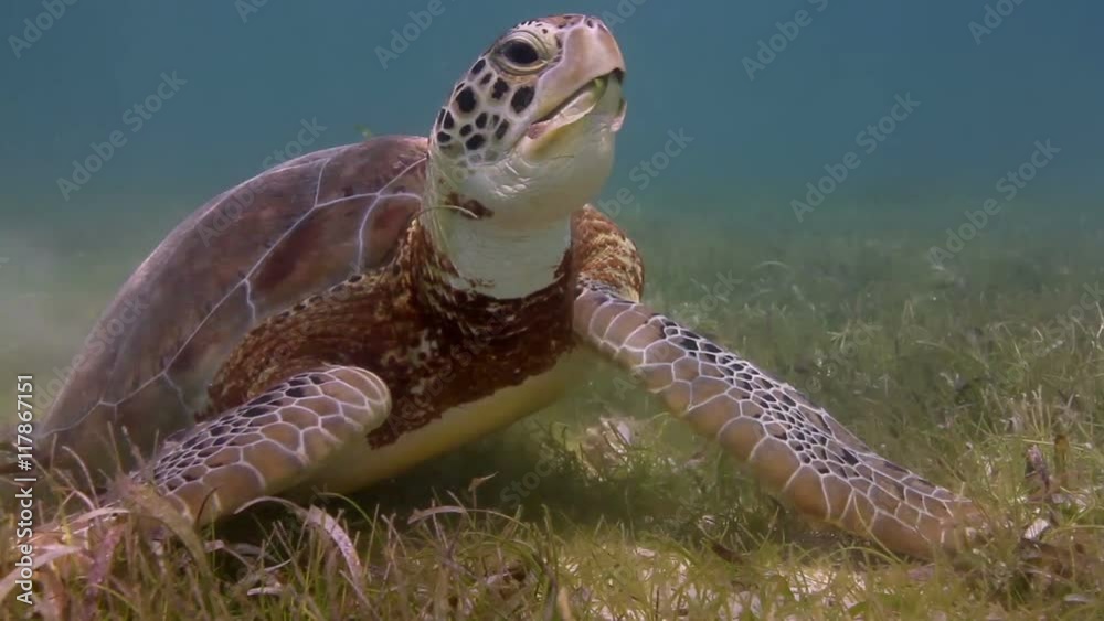 the loggerhead turtle filmed underwater