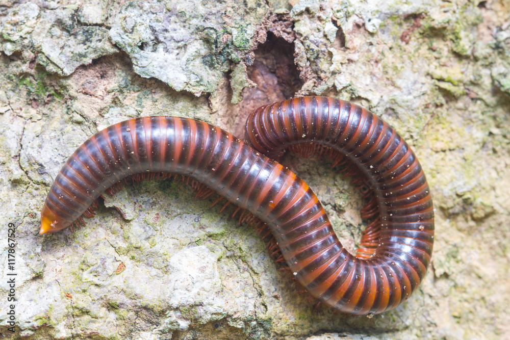 close up of the millipede on tree close up of the millipede on tree