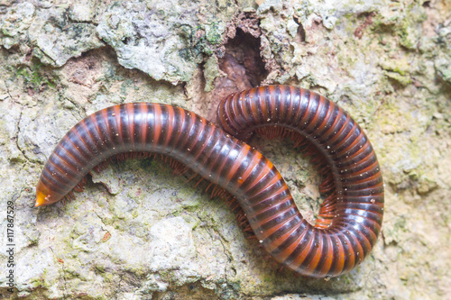 Fényképezés close up of the millipede on tree