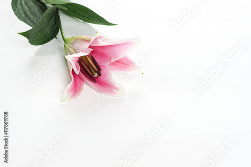 pink lily flower pedals on white background - landscape view © twinsterphoto