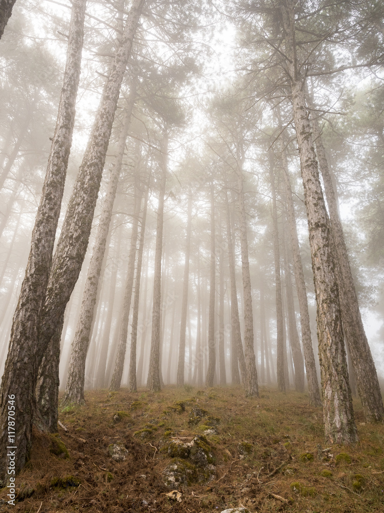 Naklejka premium Enchanted foggy forest of pines