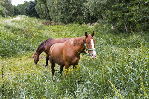 Pferde auf einer Koppel im Spreewald