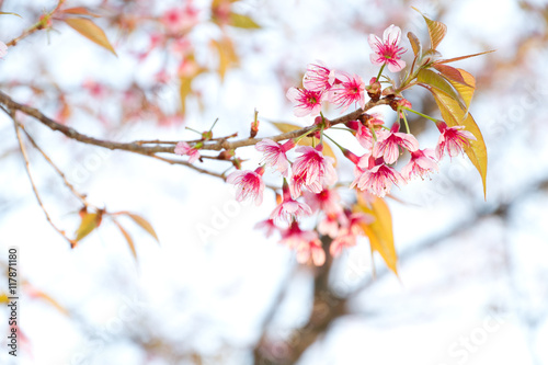 Wild Himalayan Cherry Blossom photo