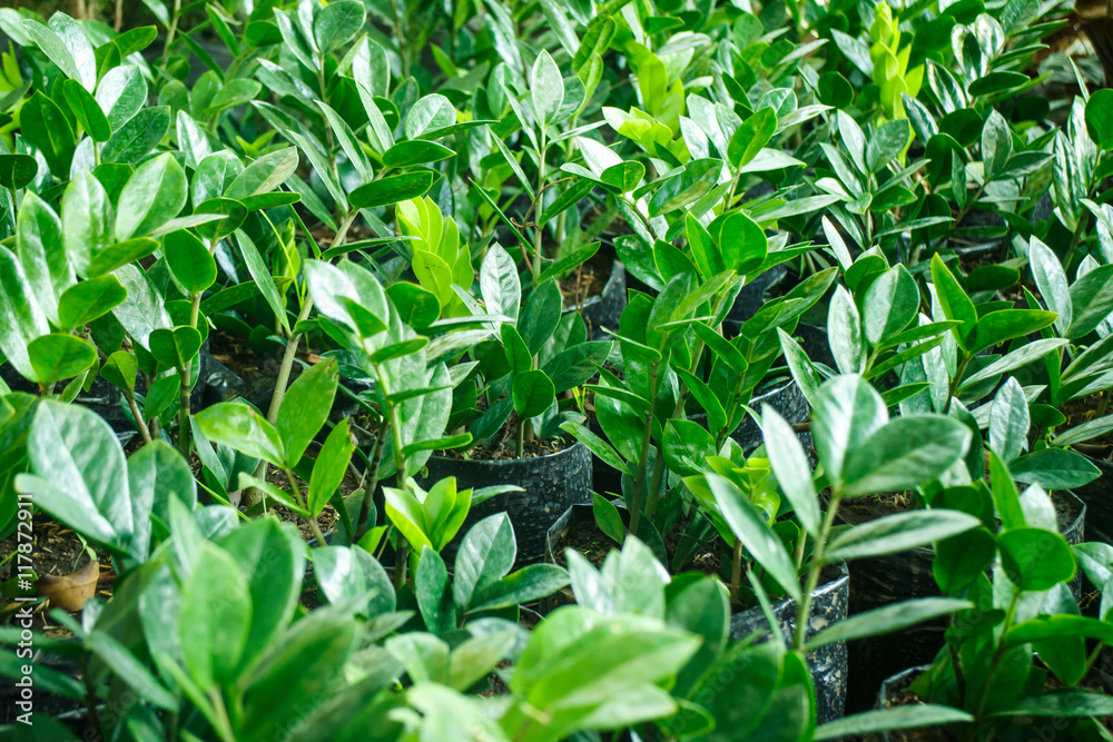 green plants pattern green plants pattern
