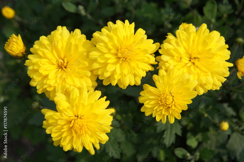 Yellow chrysanthemum flowers in garden Yellow chrysanthemum flowers in garden