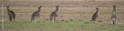 Grey kangaroos in outback Australia