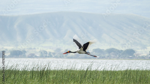 Saddlebill in mid flight photo