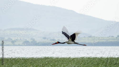 Saddlebill in mid flight photo