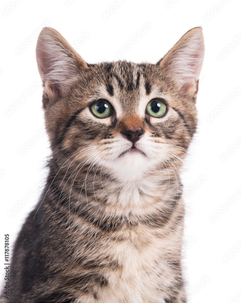 Obraz premium Cute little kitten