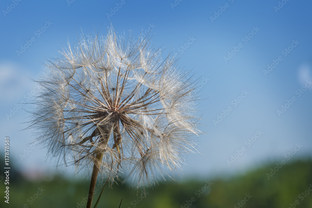Naklejka premium big dandelion on a blue background