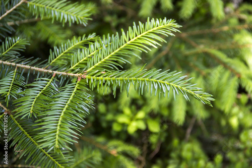 Konstfotografi fir branch (Abies alba)