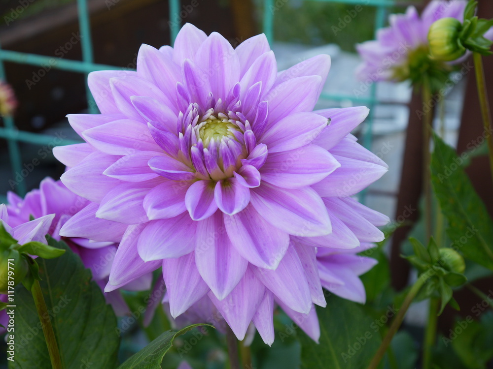 Obraz premium Георгин фиолетовый