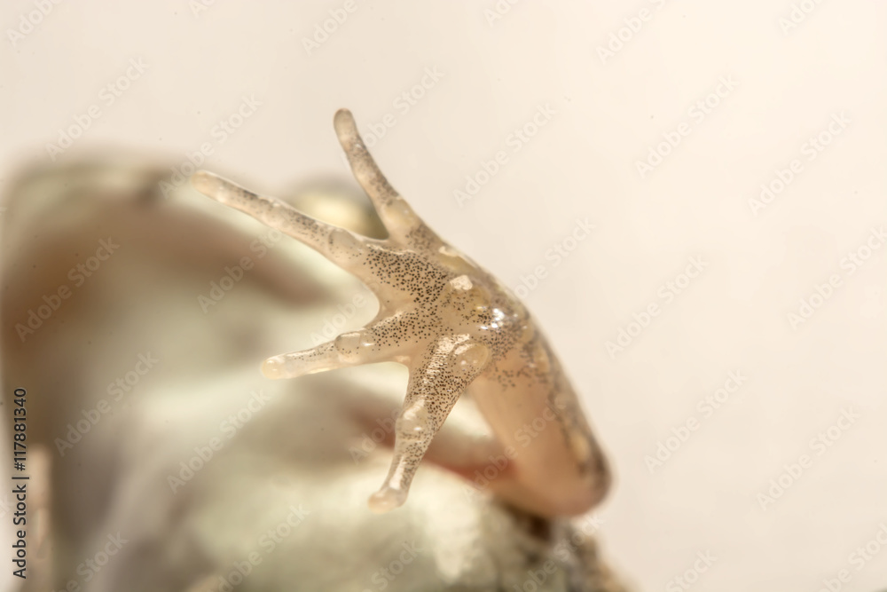 Frogs white background, Close-up, macro photos Frogs white background, Close-up, macro photos