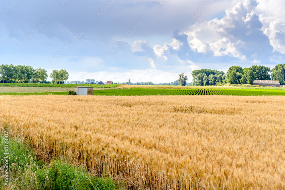 Colorful agricultural Dutch landscape in summertime shortly afte