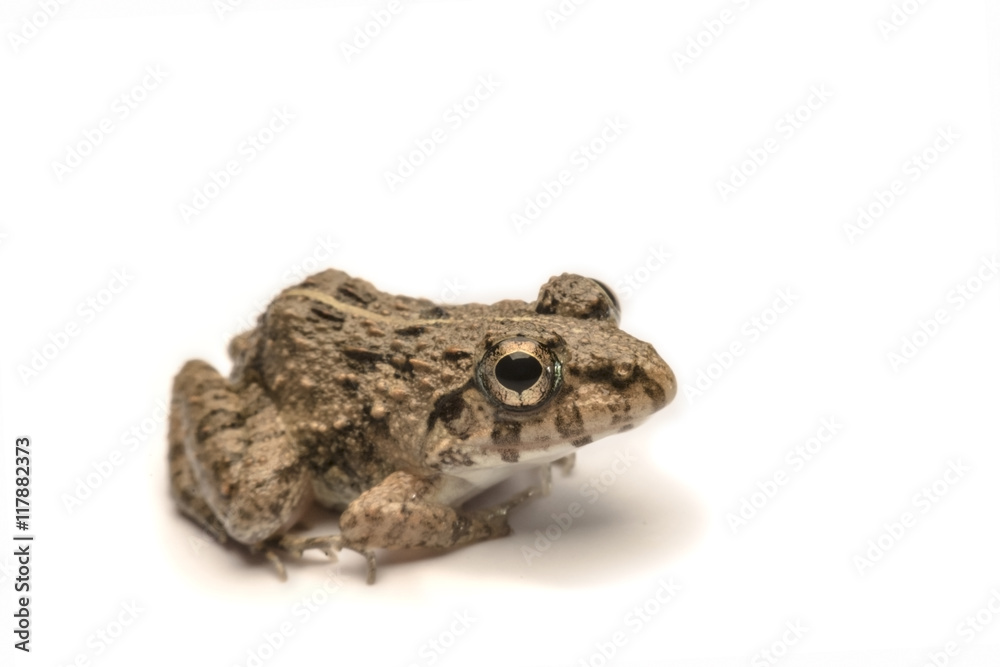 Frogs white background, Close-up, macro photos Frogs white background, Close-up, macro photos