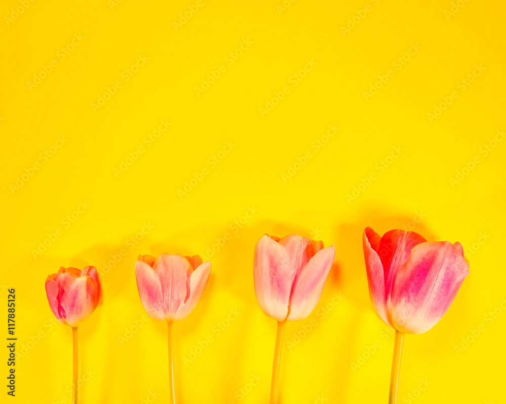 tulip close-up (143)