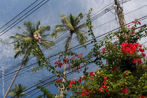 High-voltage transmission line in front of palmtrees and Bougainvillea photo