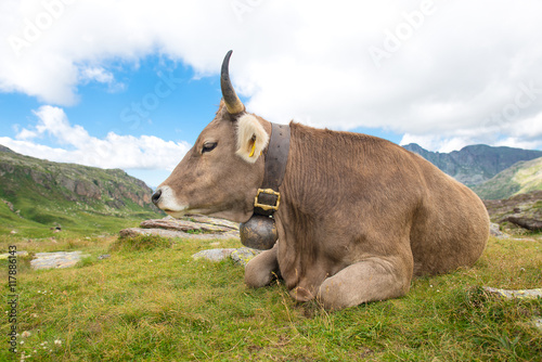 Cow resting in the pasture