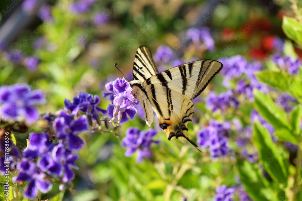 esemplare di farfalla Iphiclides podalirius su fiori di duranta