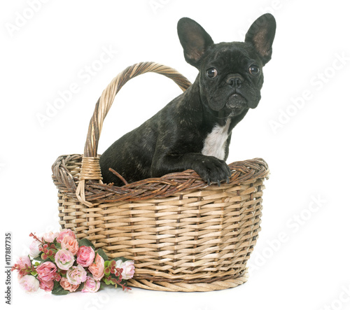 puppy french bulldog