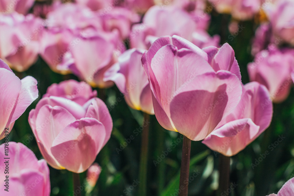 colorful tulips, tulips in spring colorful tulips, tulips in spring