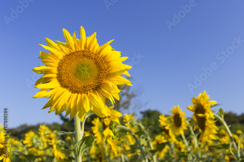 Blooming sunflower in a field on a sunny day.