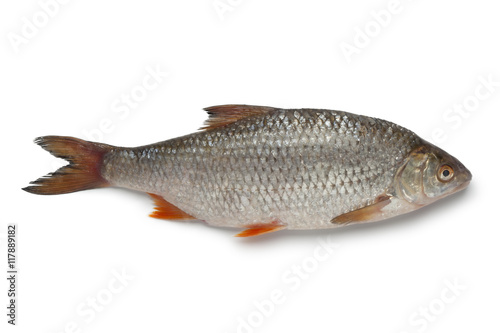 Fresh raw common roach