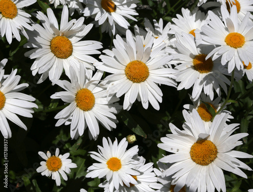 large mountain daisies with petals