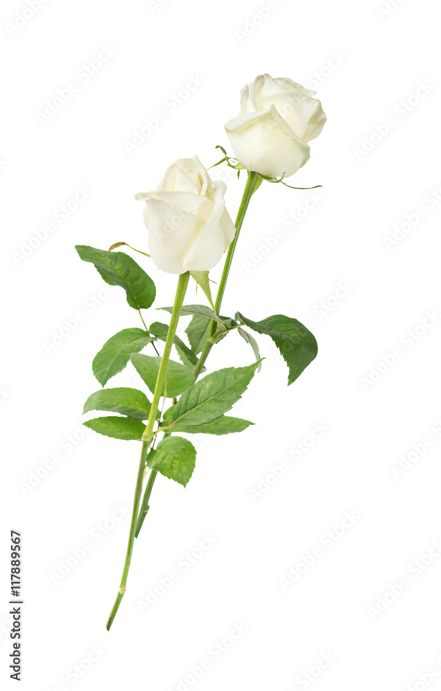 Fototapeta premium White roses on a white background