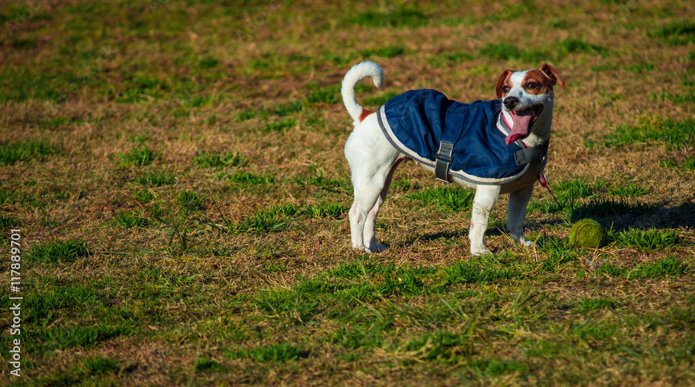 Jack Russell terrier dog with blue coat in grass field Jack Russell terrier dog with blue coat in grass field