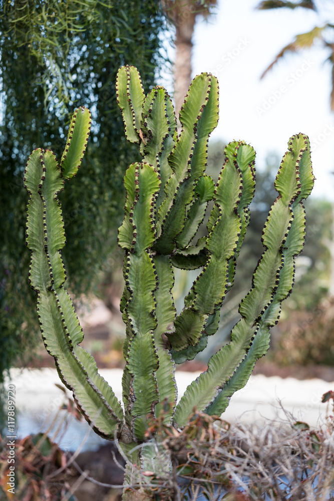 Pachycereus cactus on Fuerteventura, Canary Islands, Spain Pachycereus cactus on Fuerteventura, Canary Islands, Spain