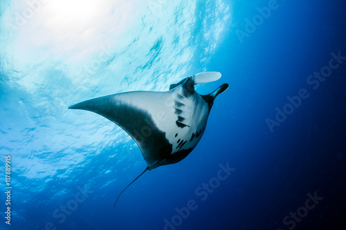 Manta Ray