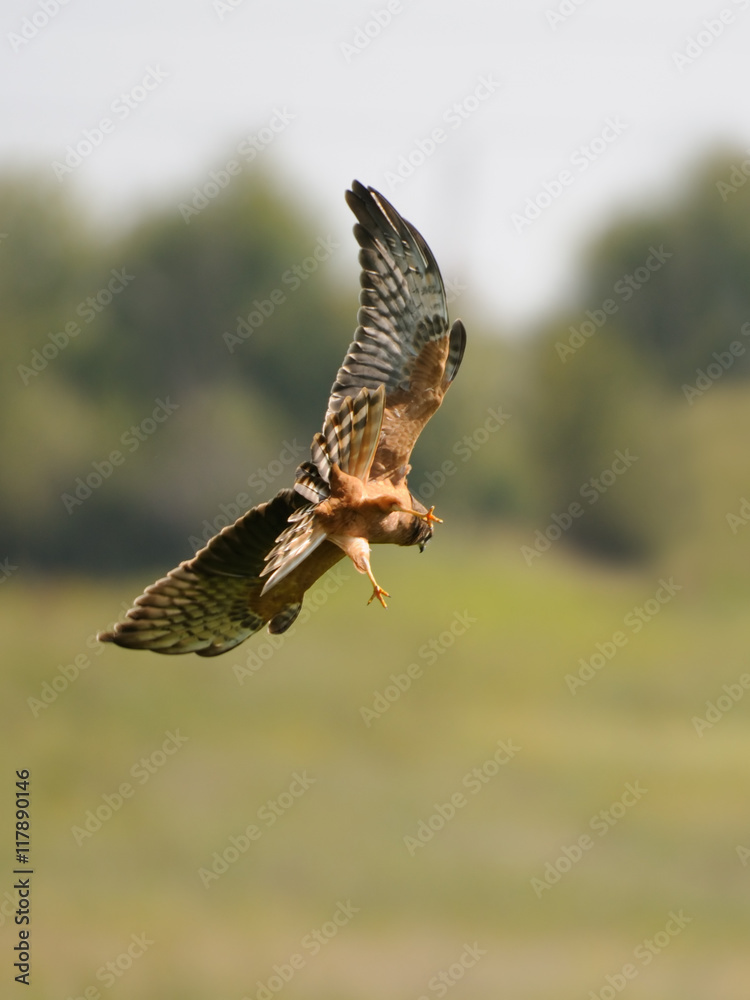 Obraz premium Juvenile Montagus harrier hunting for a mouse