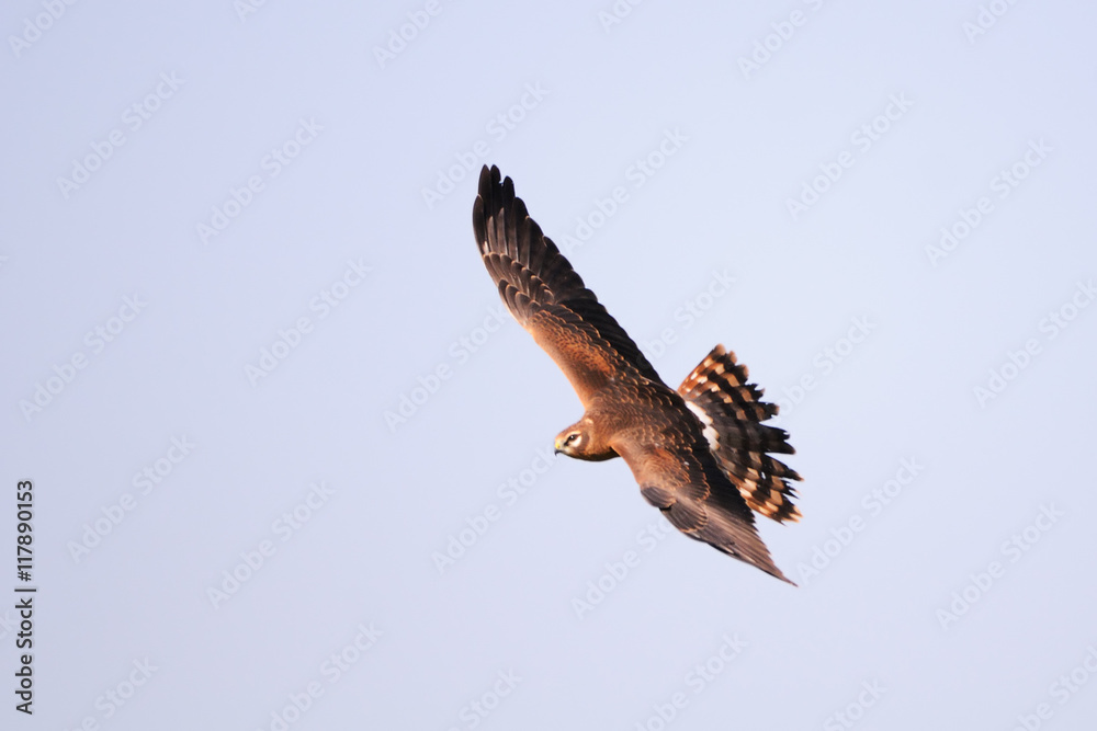 Φωτογραφία Flying Montagus harrier
