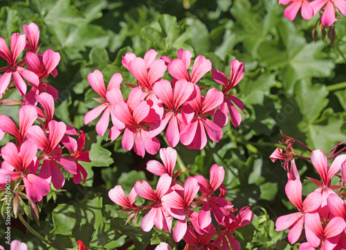 Fototapeta Naklejka Na Ścianę i Meble -  Geranien, Pelargonien, Pelargonium