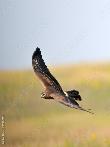 Flying juvenile Montagus harrier over the meadow